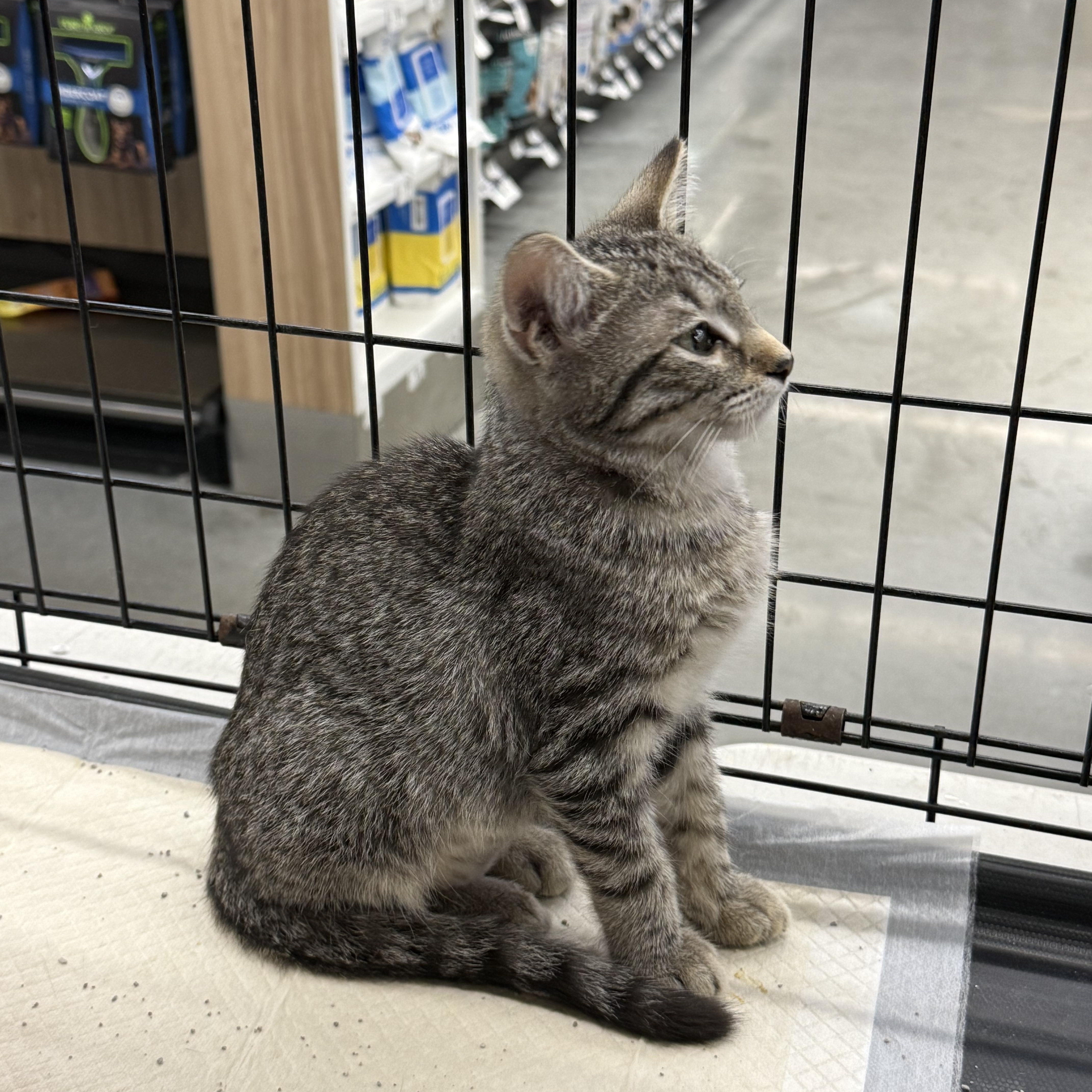 A baby medium-sized female Tabby (Gray / Blue / Silver) Domestic Short Hair cat named Beth for adoption in Intercession city , FL