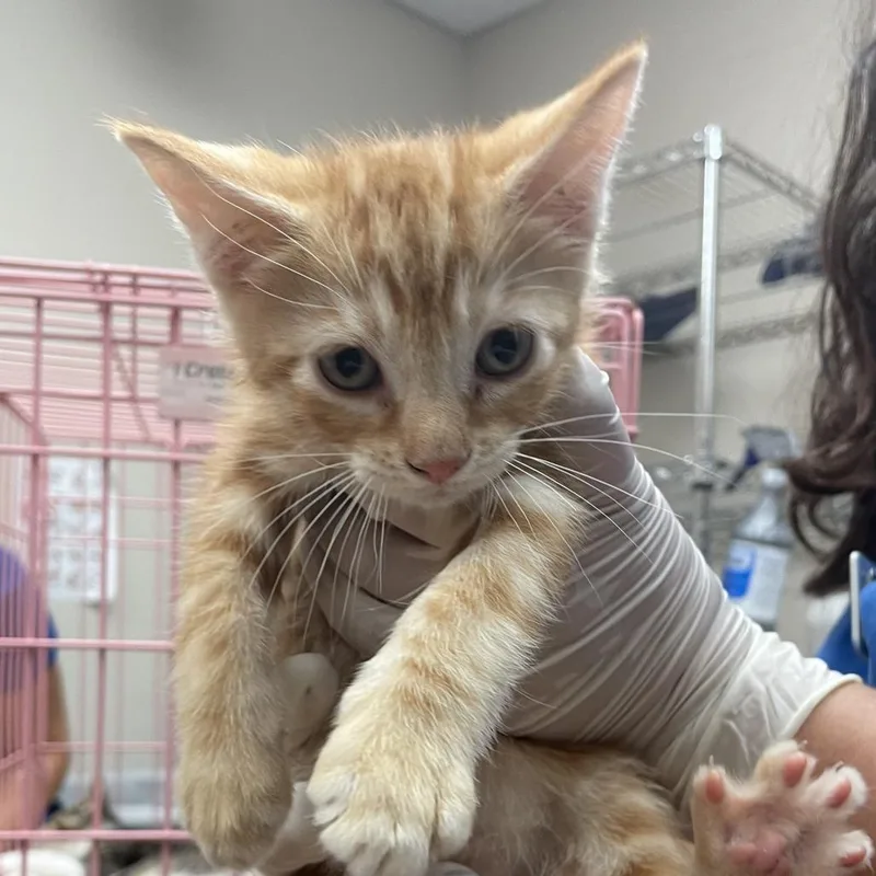 A baby small-sized male Orange / Red Domestic Short Hair cat named Wile E Coyote for adoption in Santa Barbara, CA