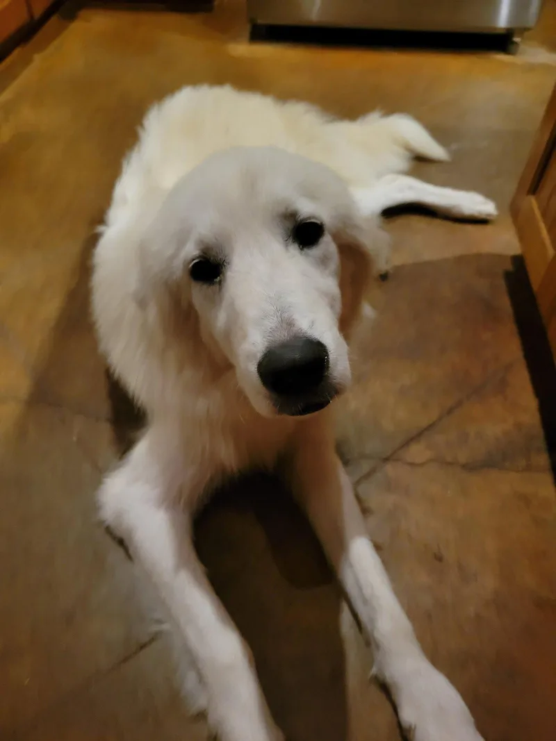 A young large-sized female Great Pyrenees dog named Gemma for adoption in Houston, TX