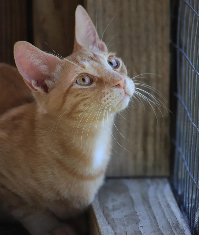 A young medium-sized male Domestic Short Hair cat named Alex for adoption in North Fort Myers, FL