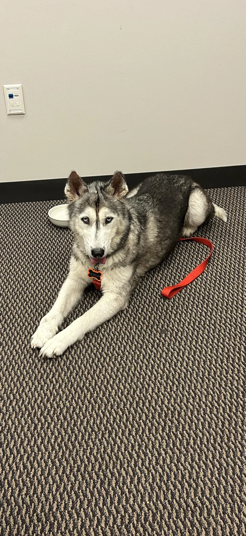 A young medium-sized female Siberian Husky dog named Alba for adoption in Sumter, SC