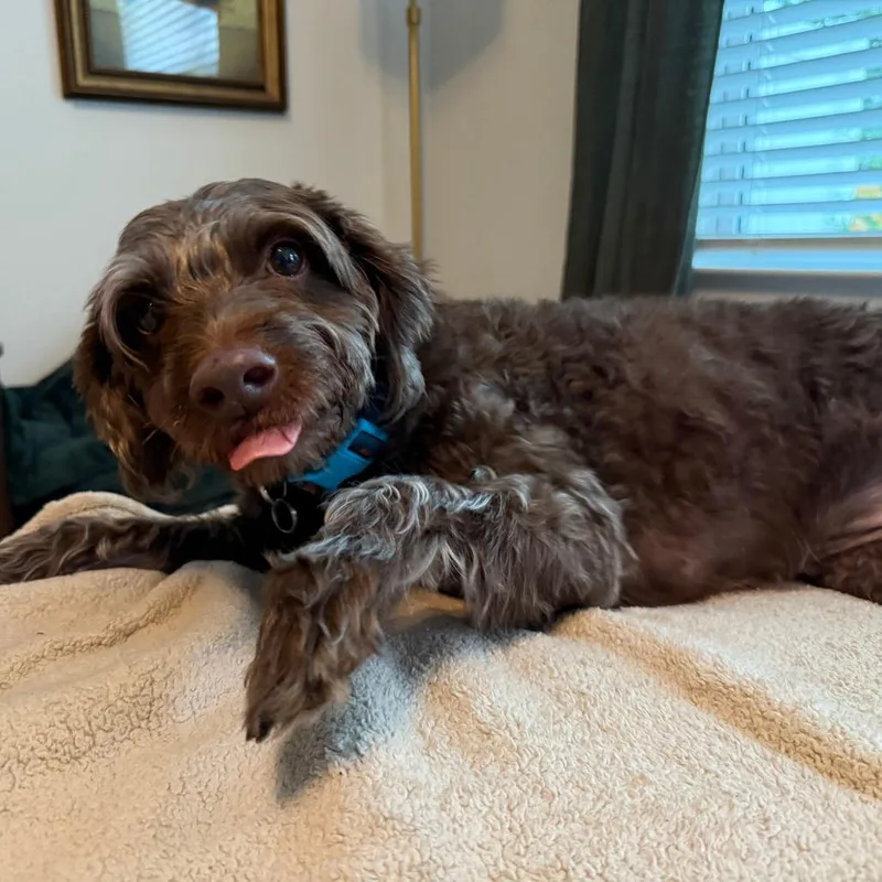 A senior medium-sized female Brown / Chocolate Poodle dog named Valley for adoption in Raleigh, NC