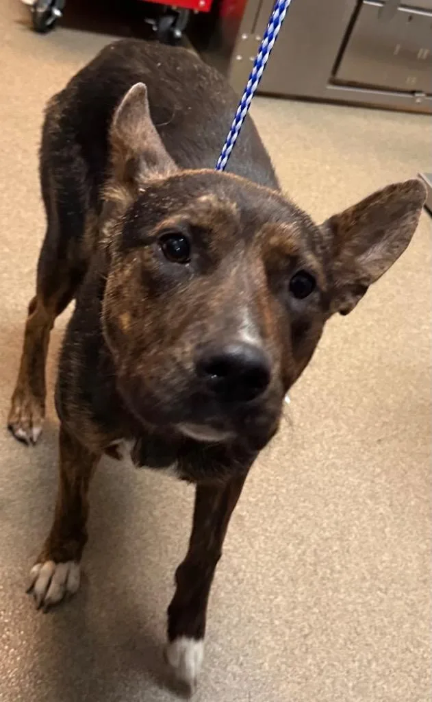 A young medium-sized female Mixed Breed dog named Tondie for adoption in Rome, GA