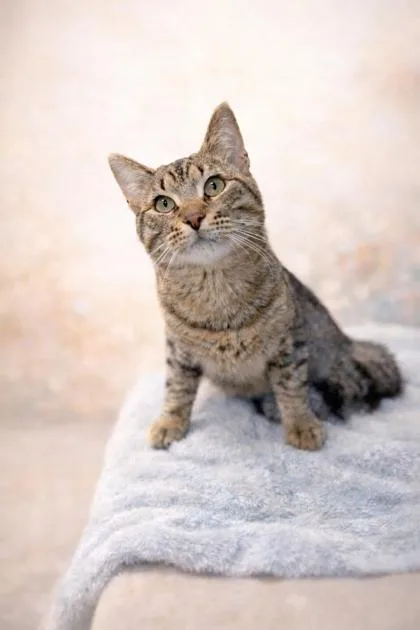 A young medium-sized male Tabby (Gray / Blue / Silver) Domestic Short Hair cat named Zippy for adoption in Tinley Park, IL