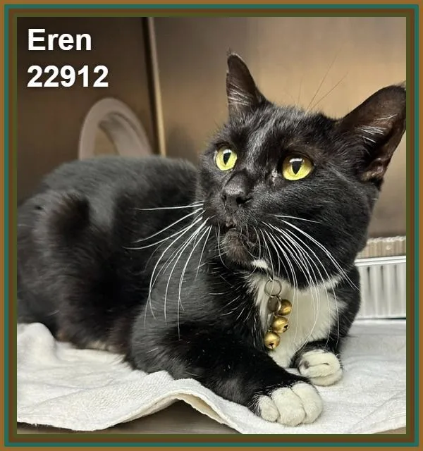 A senior medium-sized female Black & White / Tuxedo Domestic Short Hair cat named Eren for adoption in Marietta, GA