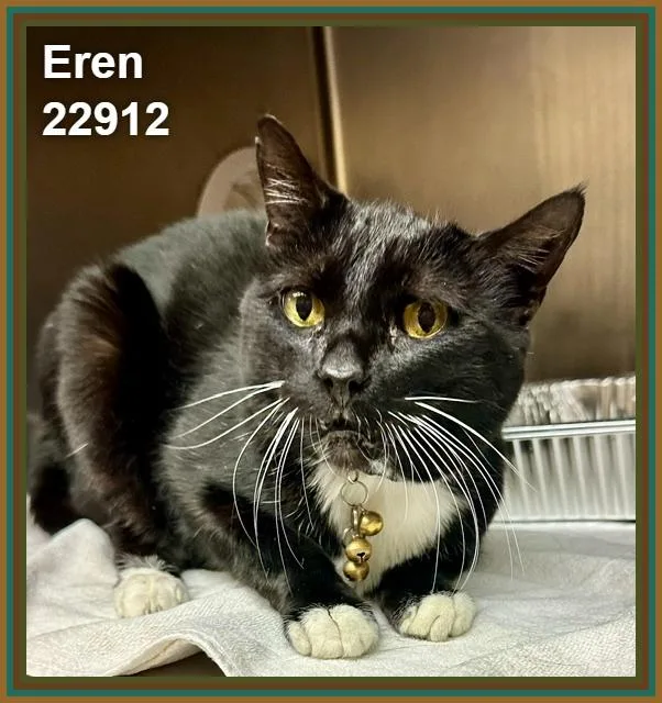 Eren thumbnail 3