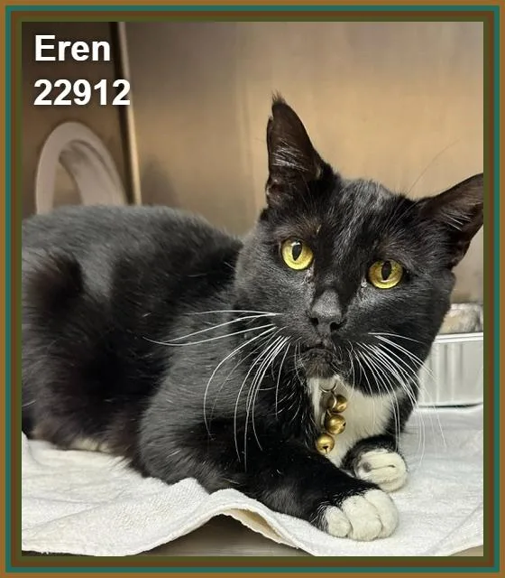 Eren thumbnail 5