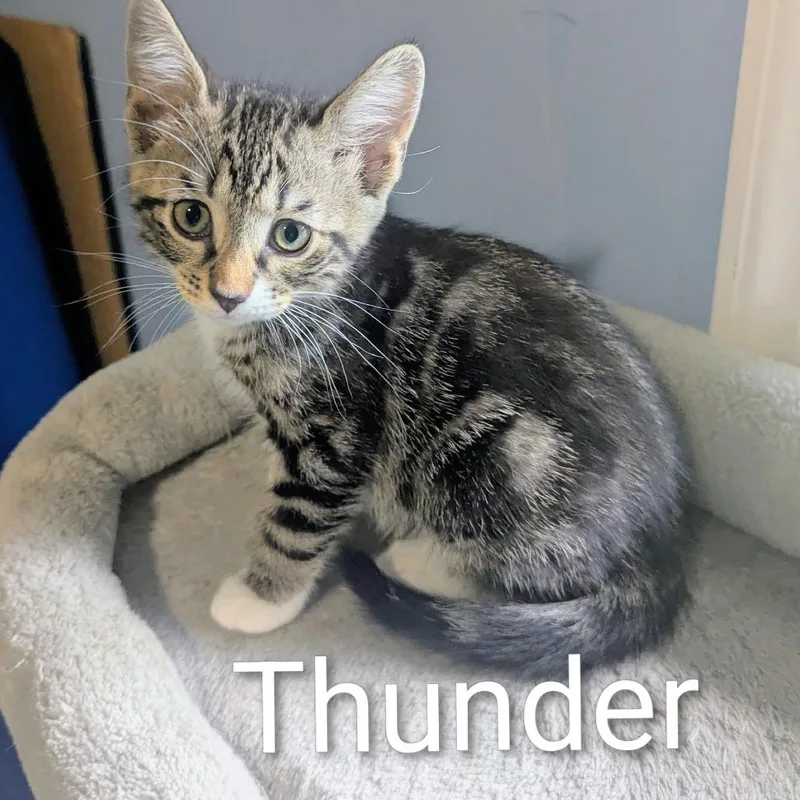 Thunder