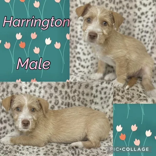 Harrington