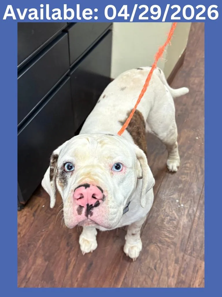A young medium-sized male English Bulldog dog named Dog Kennel   for adoption in Greenville, TX