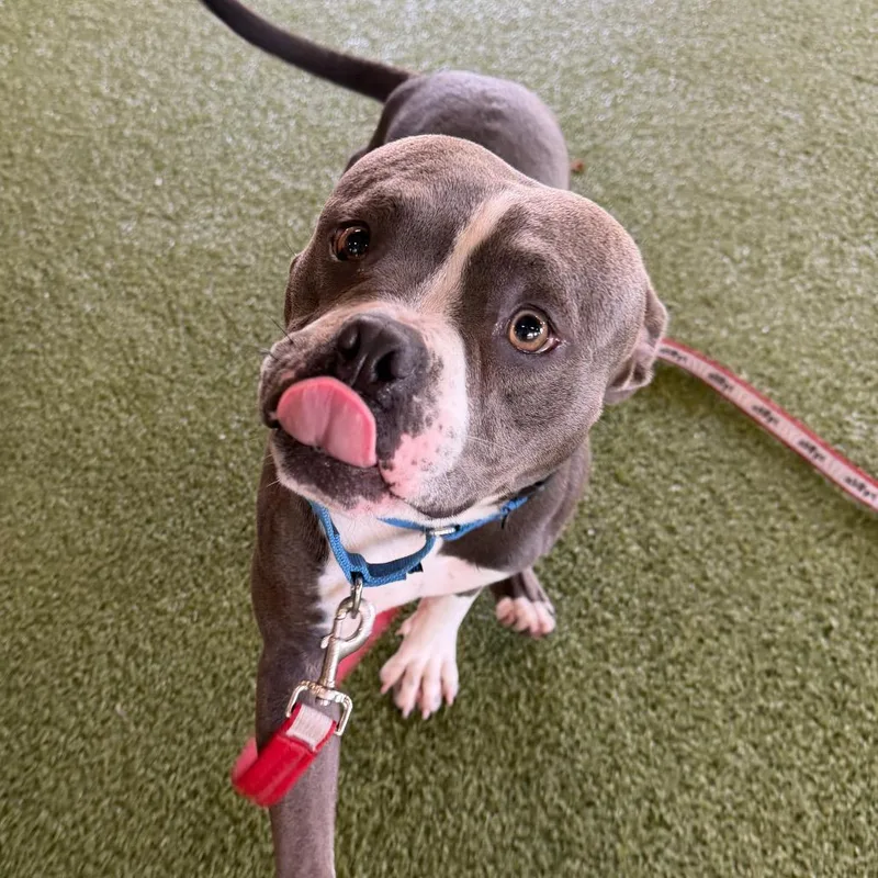 A young medium-sized male Gray / Blue / Silver English Bulldog dog named Marcellus for adoption in West Palm Beach, FL