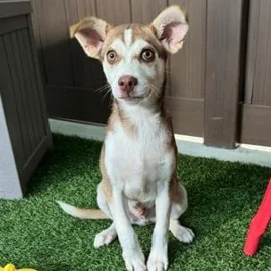 A baby medium-sized male Yellow / Tan / Blond / Fawn Husky dog named Hopper for adoption in Bradenton, FL
