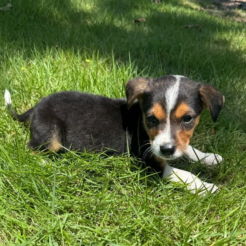 A baby medium-sized male Australian Cattle Dog / Blue Heeler dog named Jc for adoption in Little Rock, AR