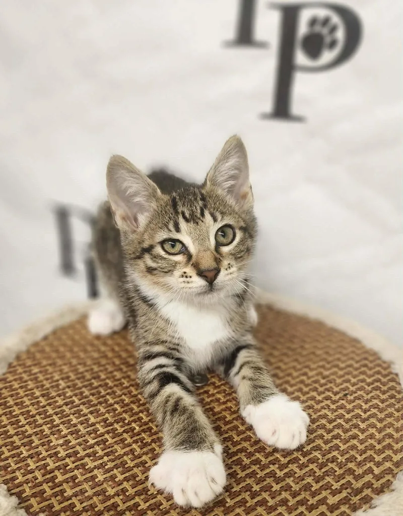 A baby medium-sized female Domestic Short Hair cat named Ella for adoption in Social Circle, GA