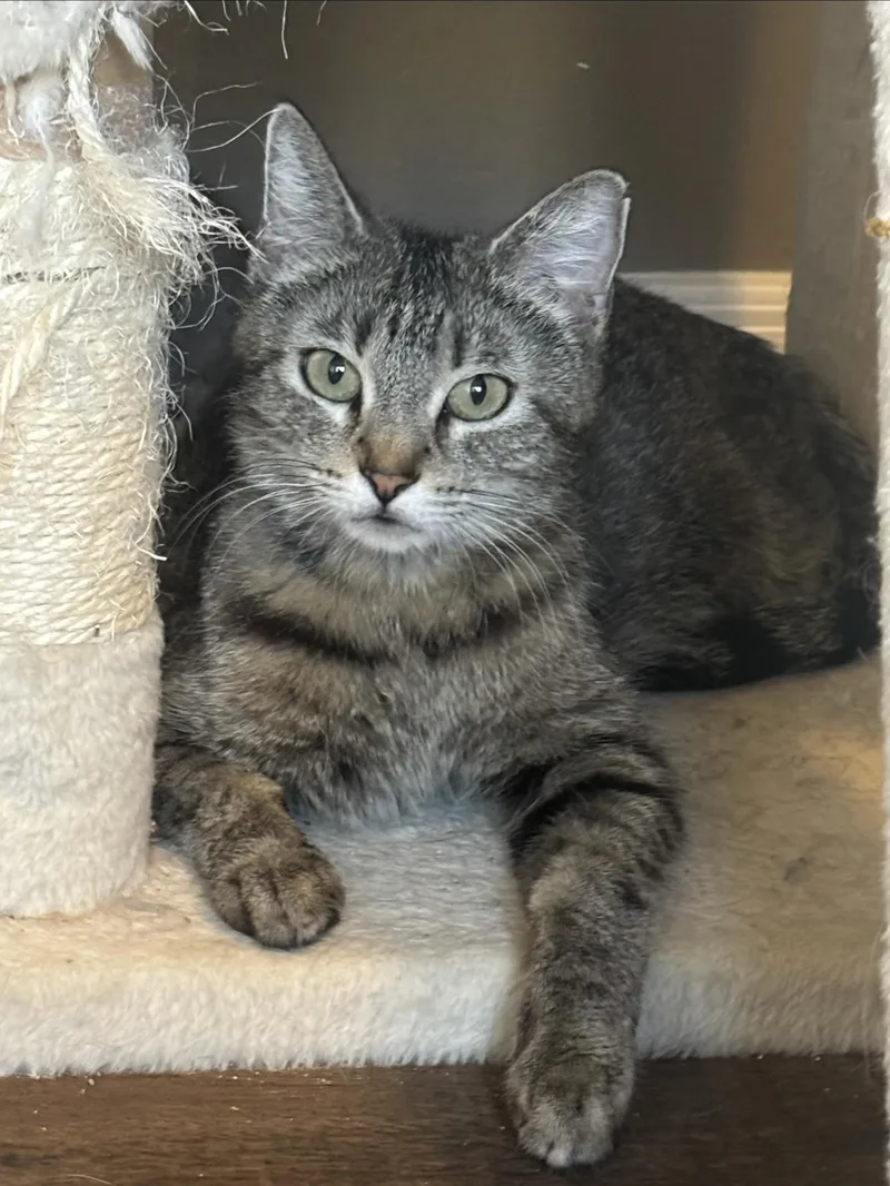 A young medium-sized female Domestic Short Hair cat named Chickpea for adoption in queen creek, AZ