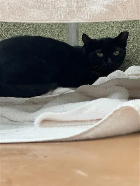 Maude