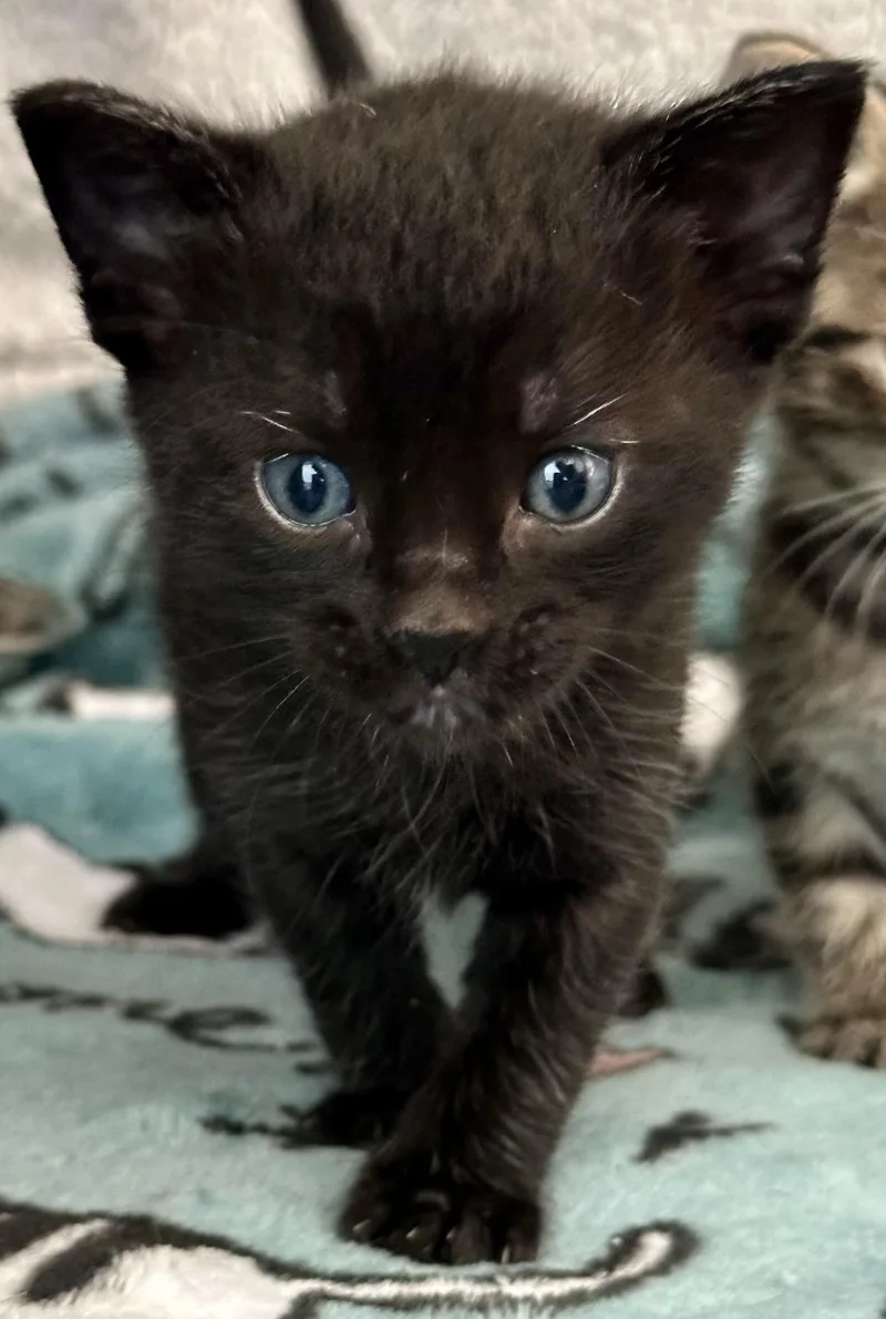 A baby medium-sized female Black Domestic Short Hair cat named Lady Bug for adoption in Houston, TX