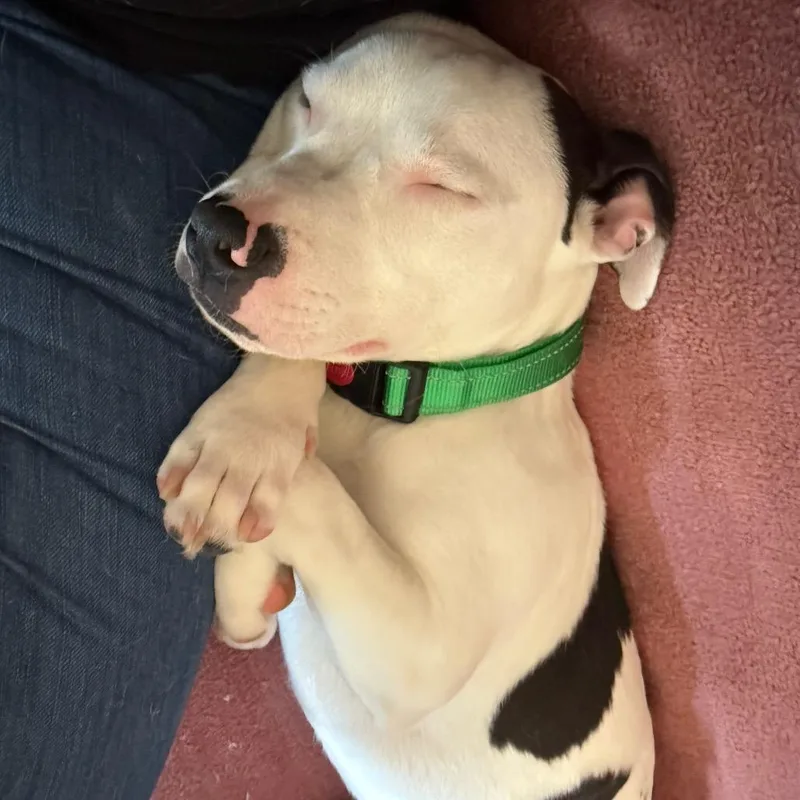 A young medium-sized male White / Cream Pit Bull Terrier dog named Ollie for adoption in Port Angeles, WA