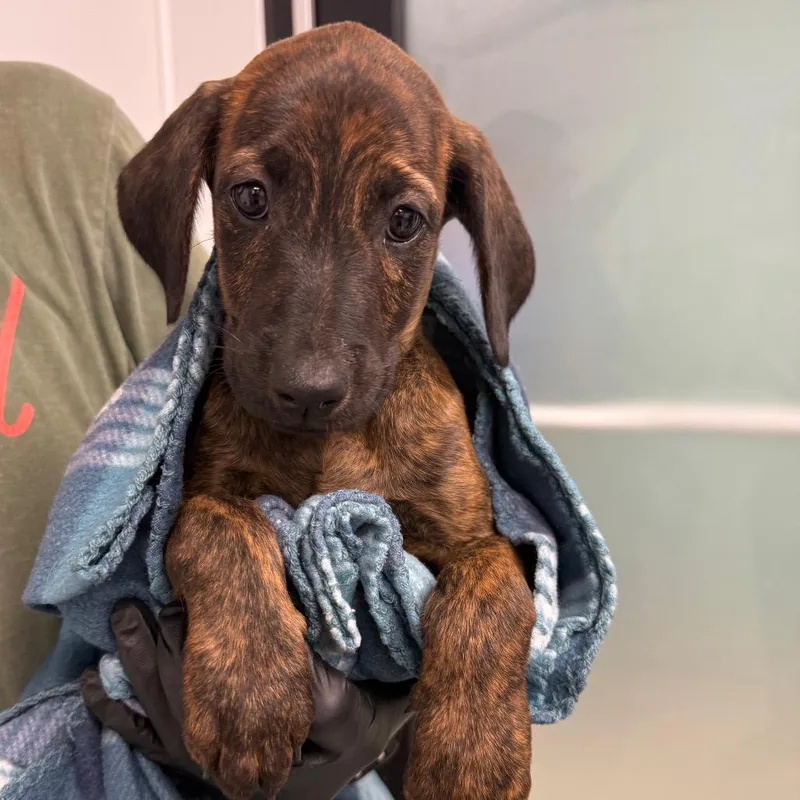 A baby small-sized male Brown / Chocolate Labrador Retriever dog named Eskel for adoption in Abilene, TX