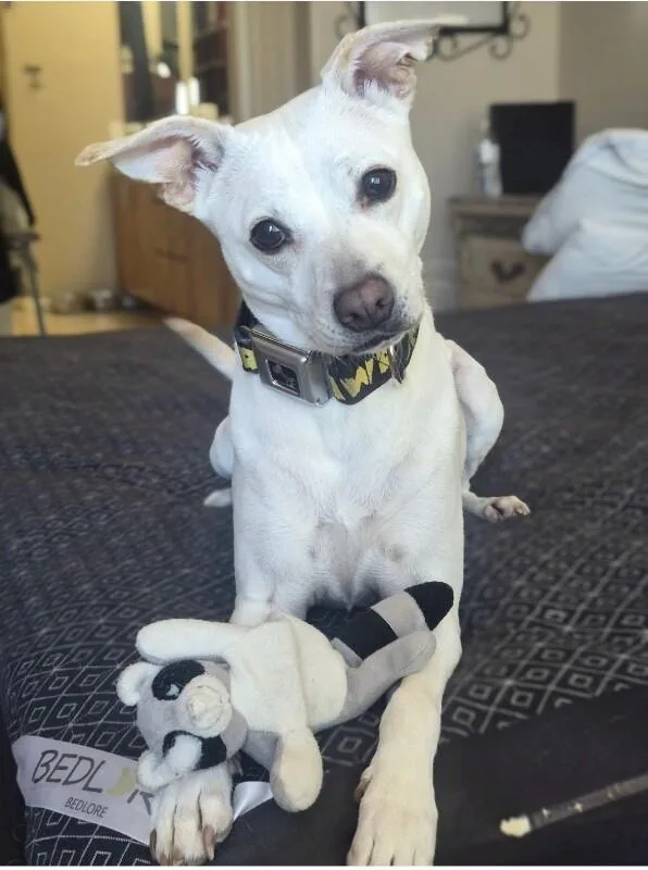 A young small-sized female White / Cream Chihuahua dog named Cleo for adoption in Anthem, AZ