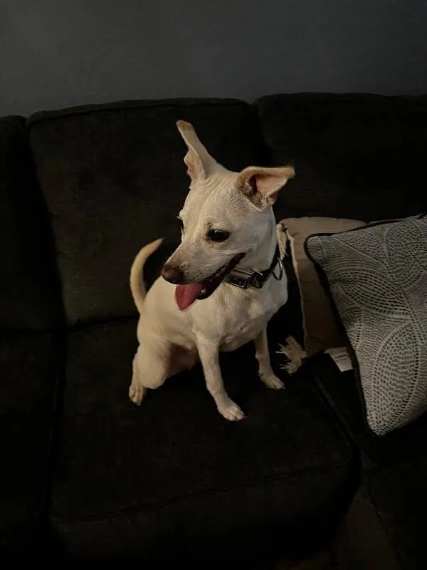 Cleo thumbnail 3