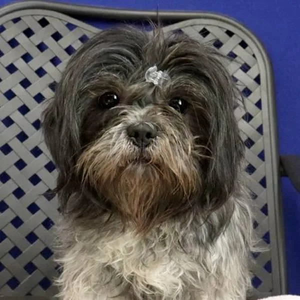 An adult small-sized female Shih Tzu dog named Lovey for adoption in Fort Davis, TX