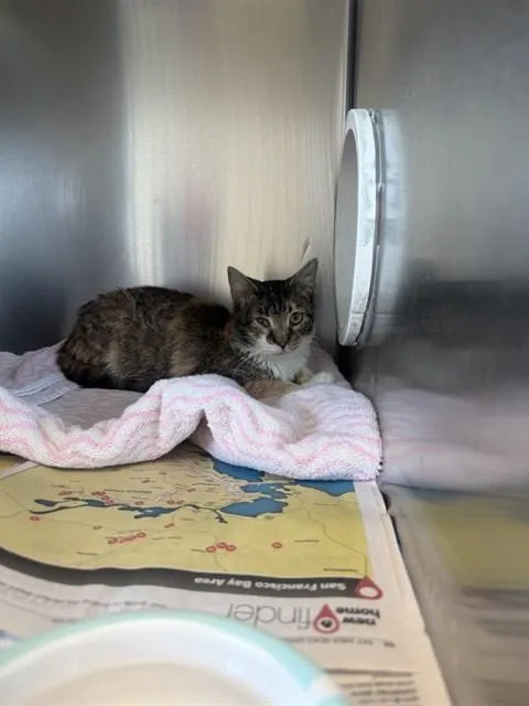A young small-sized female Domestic Short Hair cat named Rapunzel for adoption in San Jose, CA