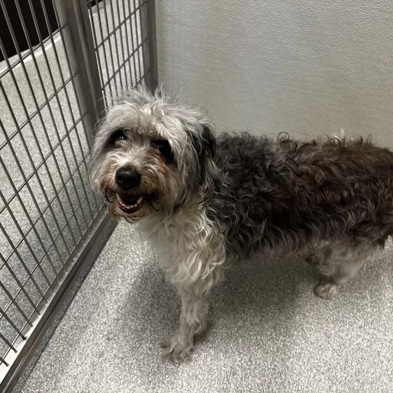 A senior medium-sized male Gray / Blue / Silver Mixed Breed dog named Merlin for adoption in Hinsdale, IL