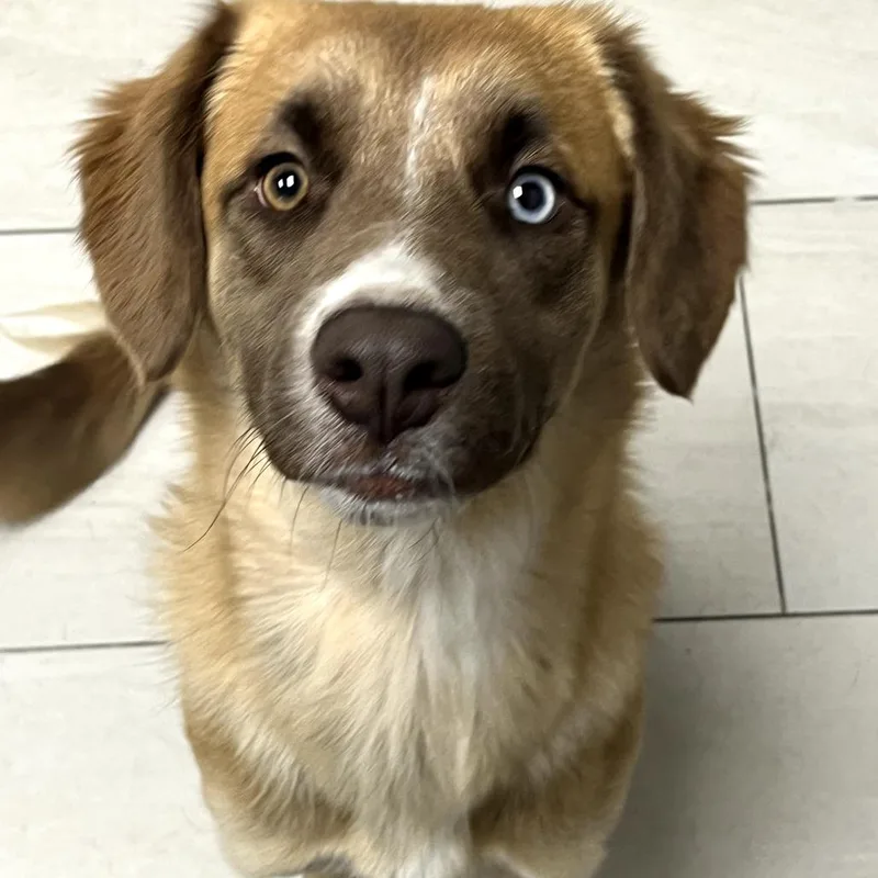 A young medium-sized female Yellow / Tan / Blond / Fawn Mixed Breed dog named Eurydice for adoption in Lufkin, TX