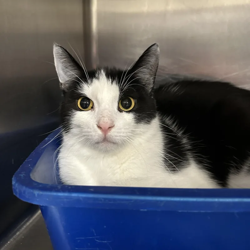 A young medium-sized male Black & White / Tuxedo Tuxedo cat named Milo for adoption in La Grange Park, IL