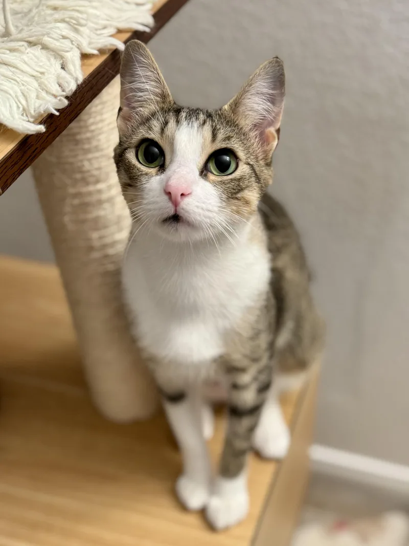 A young medium-sized female Tabby (Brown / Chocolate) Domestic Short Hair cat named Dana for adoption in Avondale Estates, GA