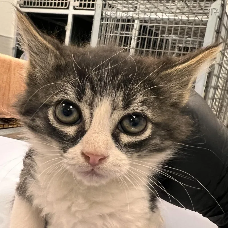 A baby small-sized female Black Domestic Medium Hair cat named Twinkle for adoption in Las Cruces, NM