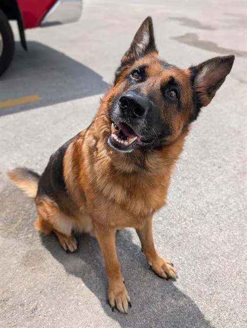 An adult extra large-sized male German Shepherd Dog dog named Jensen for adoption in San Antonio, TX