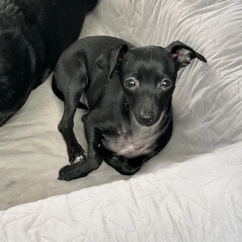 A baby small-sized female Black Chihuahua dog named Aurora for adoption in Chickasha, OK