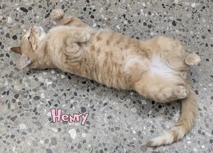 An adult large-sized male Domestic Medium Hair cat named Henry for adoption in Mason, MI