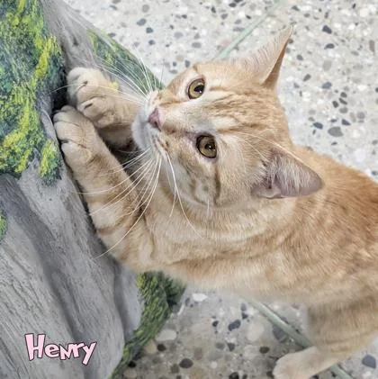 Henry thumbnail 3