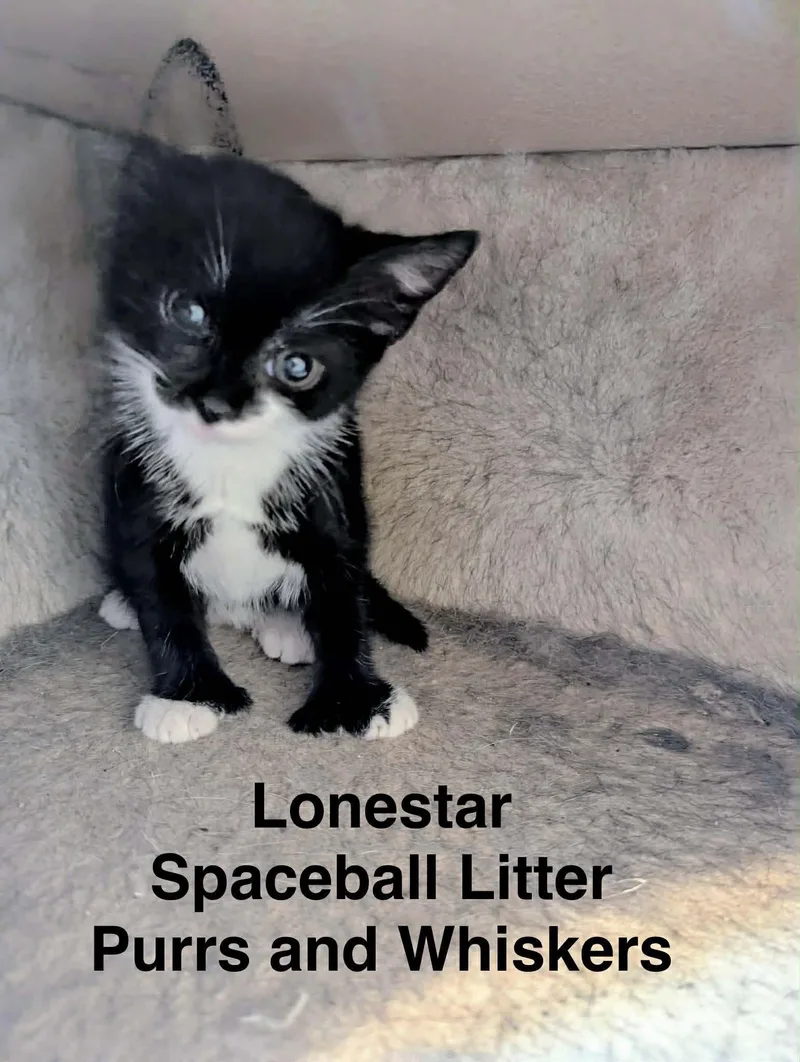 A baby medium-sized male Black & White / Tuxedo Domestic Short Hair cat named Lonestar for adoption in New Hartford, NY