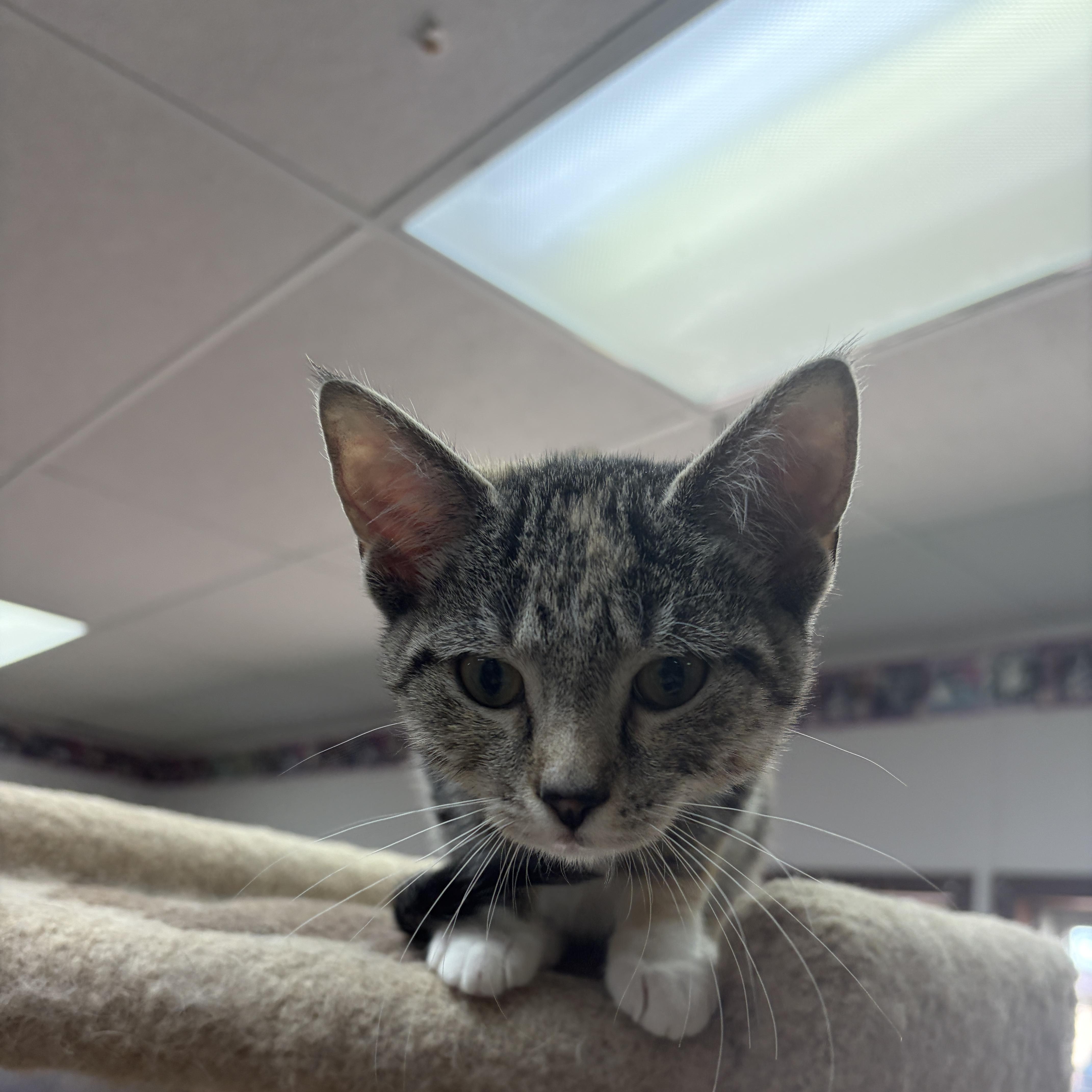 A baby medium-sized female Domestic Short Hair cat named Minie for adoption in Neillsville, WI