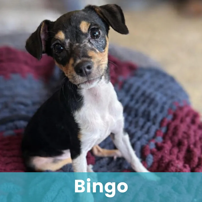 Bingo thumbnail 6