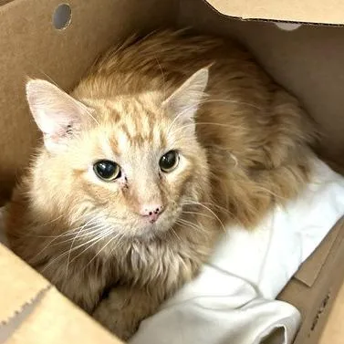 An adult medium-sized male Orange / Red Domestic Long Hair cat named Nubbins for adoption in Novelty, OH
