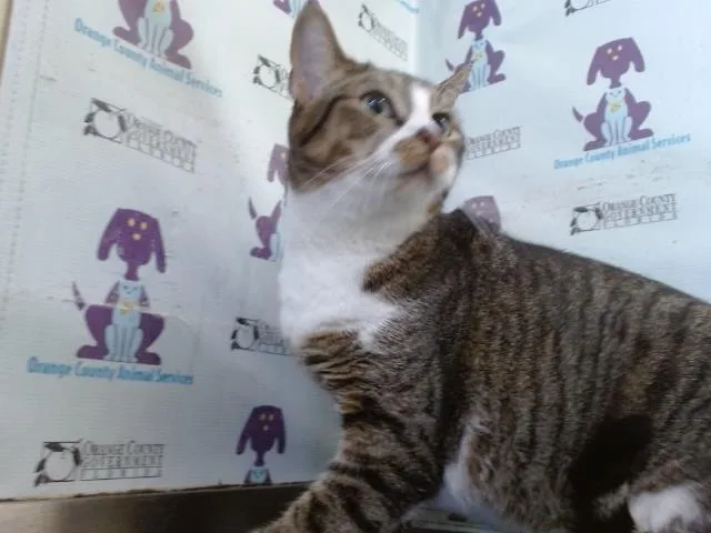 An adult large-sized female Domestic Short Hair cat named Chunky Monkey for adoption in Orlando, FL
