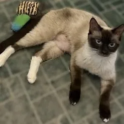 Sheba thumbnail 2