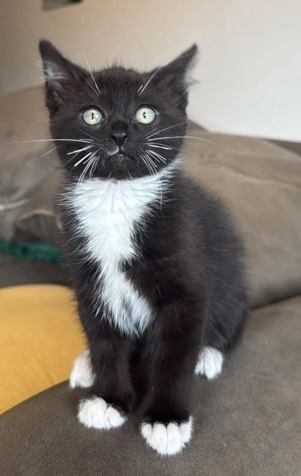 A baby medium-sized male Domestic Short Hair cat named Phineas for adoption in Salt Lake City, UT