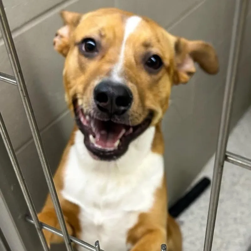 A young medium-sized male Yellow / Tan / Blond / Fawn Pit Bull Terrier dog named Bandit for adoption in Carlyle, IL