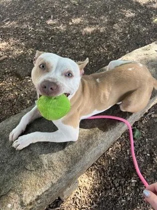 An adult medium-sized male Mixed Breed dog named Donnar for adoption in Chamblee, GA