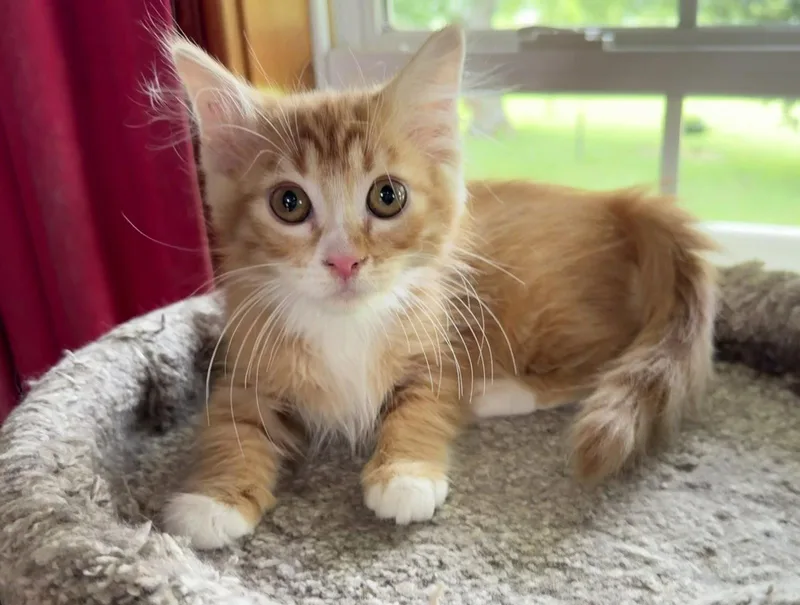 A baby medium-sized female Orange & White Domestic Medium Hair cat named Peaches Seibold for adoption in Kansas City, MO