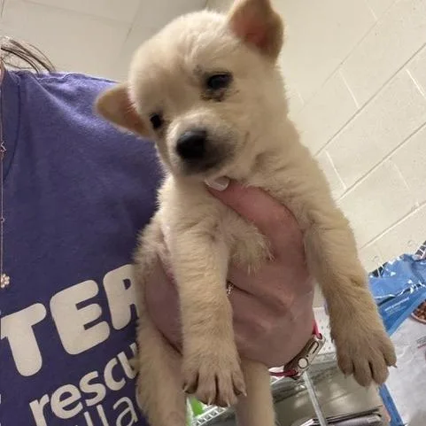 A baby small-sized female Yellow / Tan / Blond / Fawn Shepherd dog named Clover for adoption in Novelty, OH