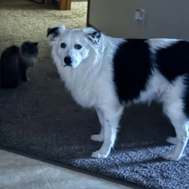 An adult large-sized male White / Cream Australian Shepherd dog named Alpha for adoption in Wichita, KS