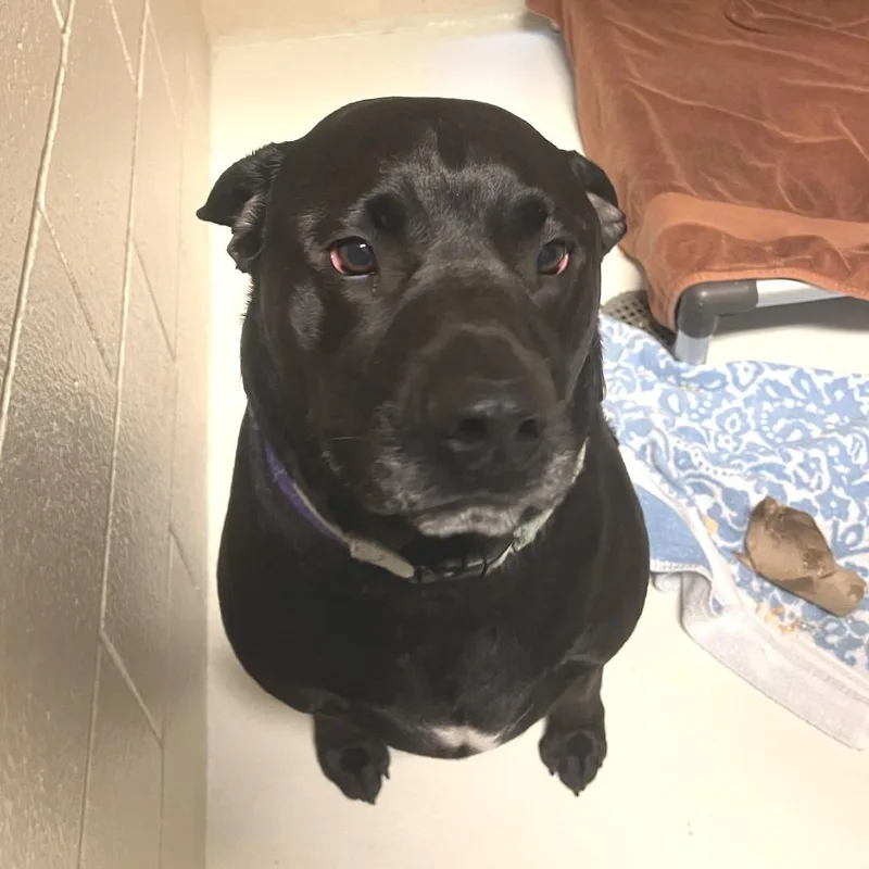 An adult extra large-sized male Black Mixed Breed dog named Siberious for adoption in Port Townsend, WA