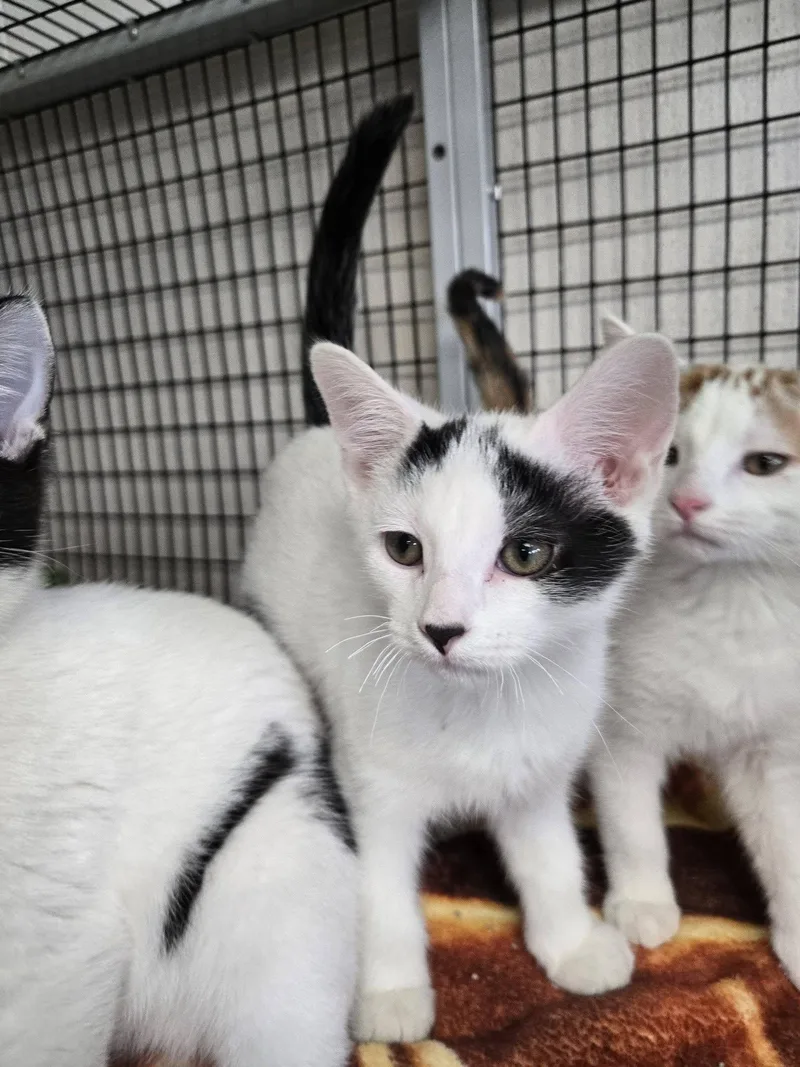 A baby medium-sized male Black & White / Tuxedo Domestic Short Hair cat named Vault for adoption in Chilton, WI